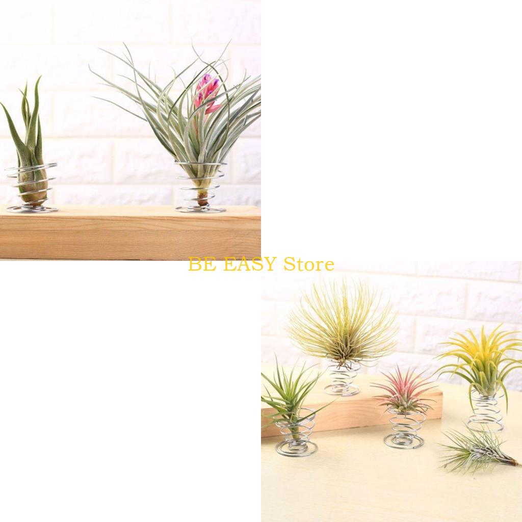 E28F Zestaw 20 żywych tropikal – Air Plant Tillandsia recenzja i cena