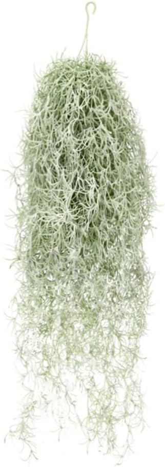 Sztuczne flokowanie Tillandsia – Air Plant Tillandsia recenzja i cena