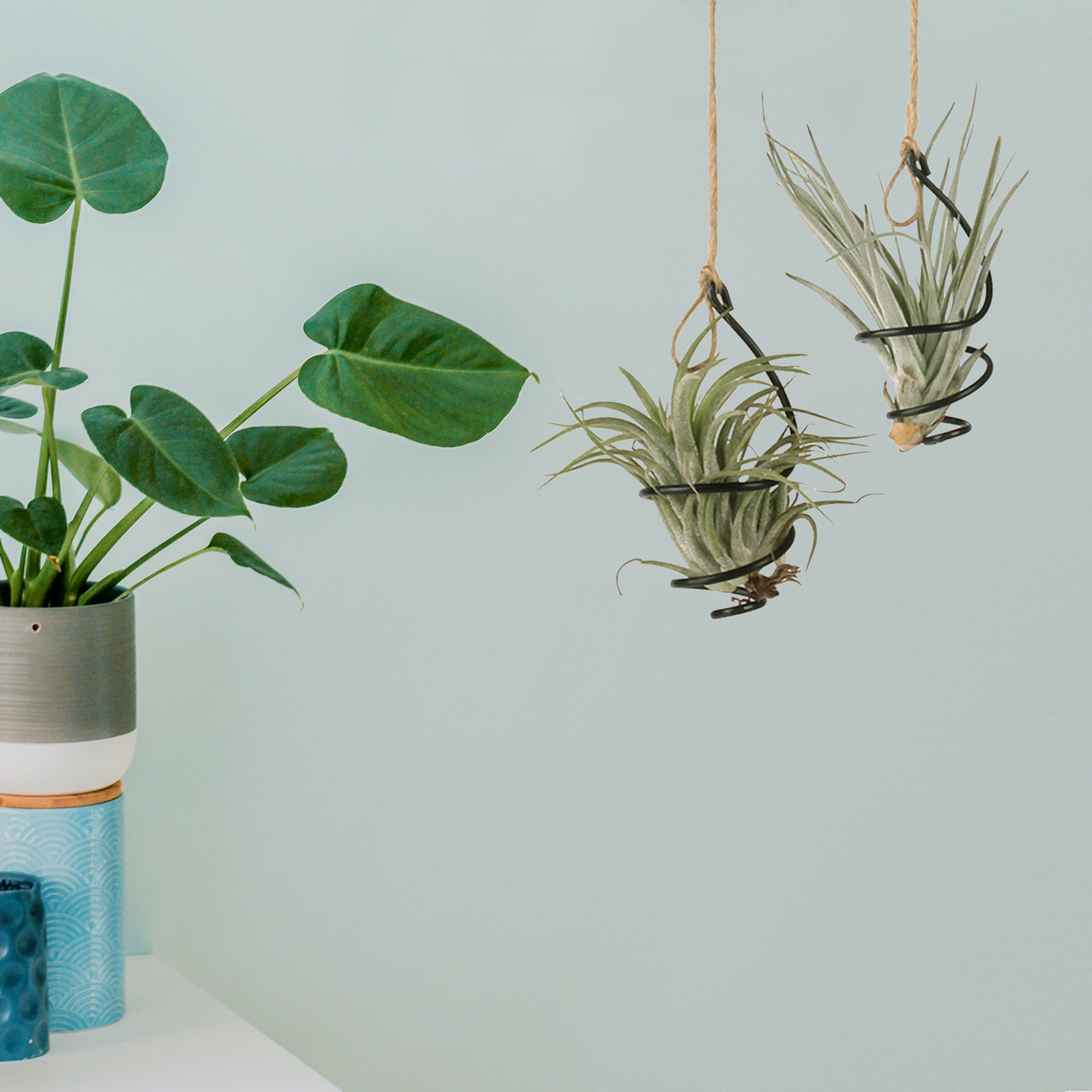 12 sztuk wiszących uchwytów na – Air Plant Tillandsia recenzja i cena