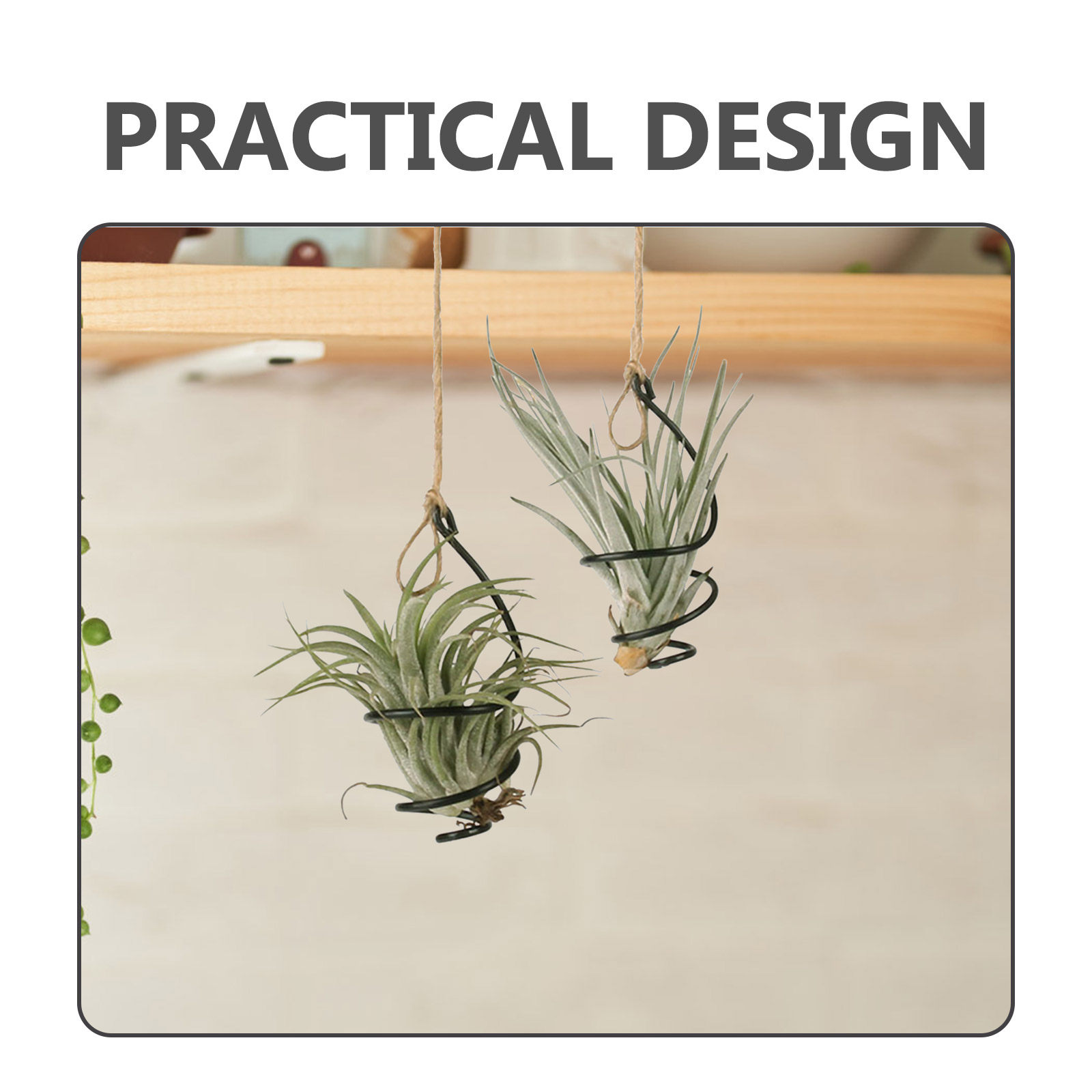 12 sztuk wiszących uchwytów na – Air Plant Tillandsia recenzja i cena