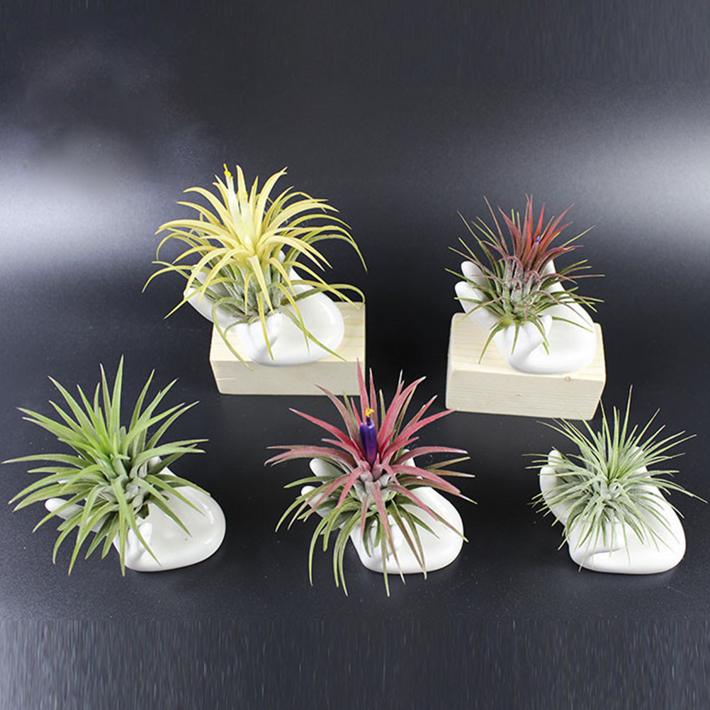 8 szt. ceramicznych podstawek  – Air Plant Tillandsia recenzja i cena