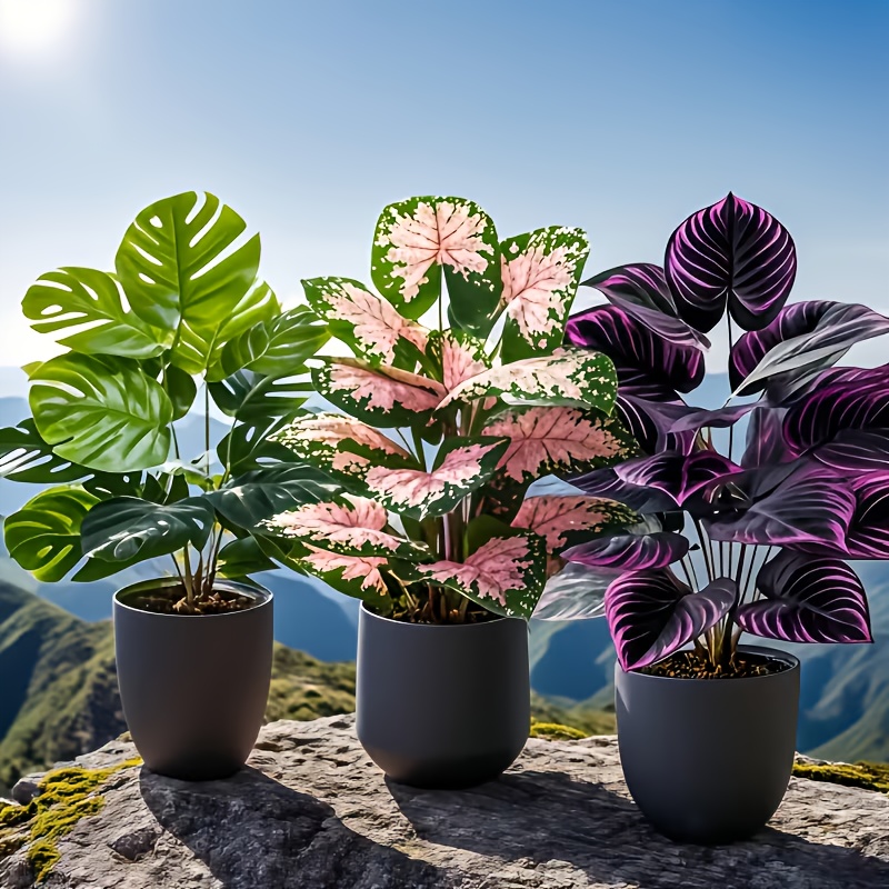 Zestaw 3 szt. mieszanych sztuc – Fiddle Leaf Fig recenzja i cena