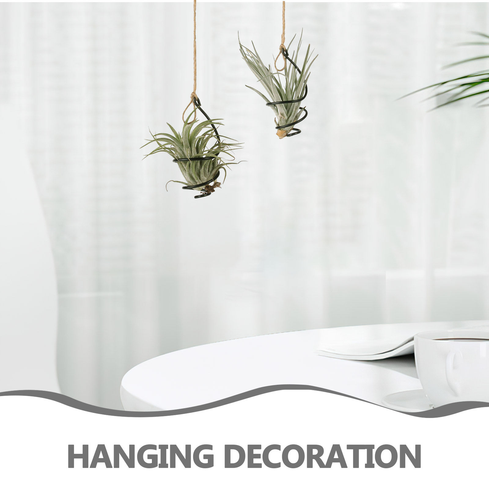 12-częściowy zestaw spiralnych – Air Plant Tillandsia recenzja i cena